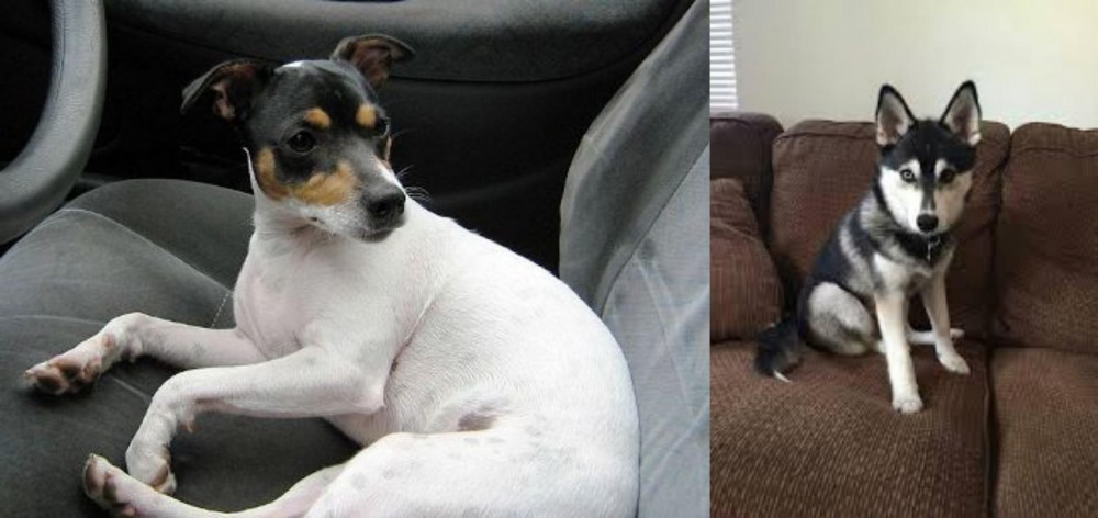 Pomsky vs Chilean Fox Terrier - Breed Comparison