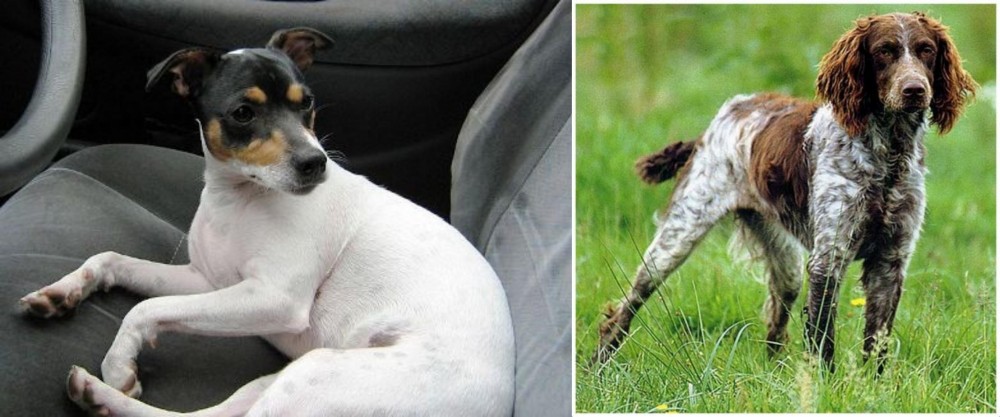 Pont-Audemer Spaniel vs Chilean Fox Terrier - Breed Comparison