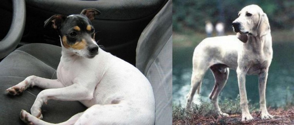 Porcelaine vs Chilean Fox Terrier - Breed Comparison