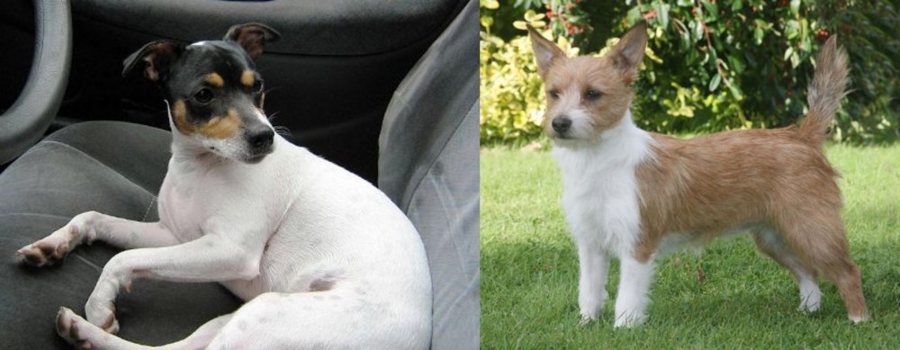 Portuguese Podengo vs Chilean Fox Terrier - Breed Comparison