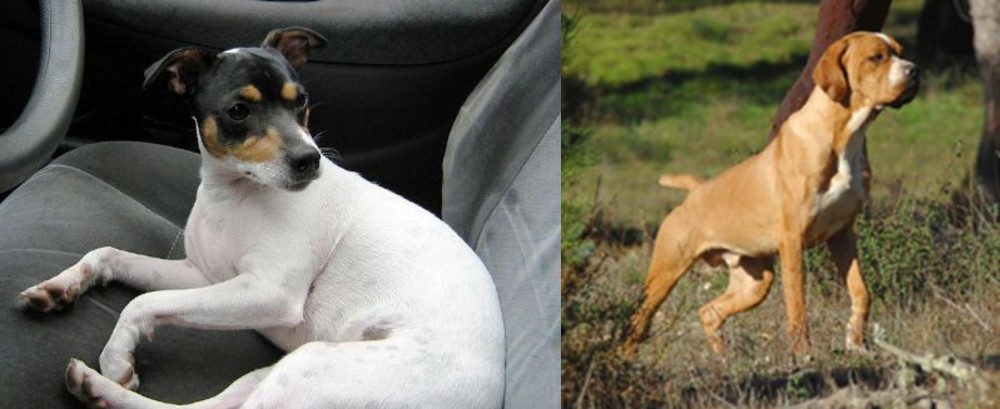 Portuguese Pointer vs Chilean Fox Terrier - Breed Comparison
