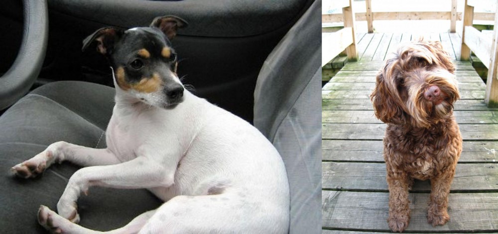 Portuguese Water Dog vs Chilean Fox Terrier - Breed Comparison