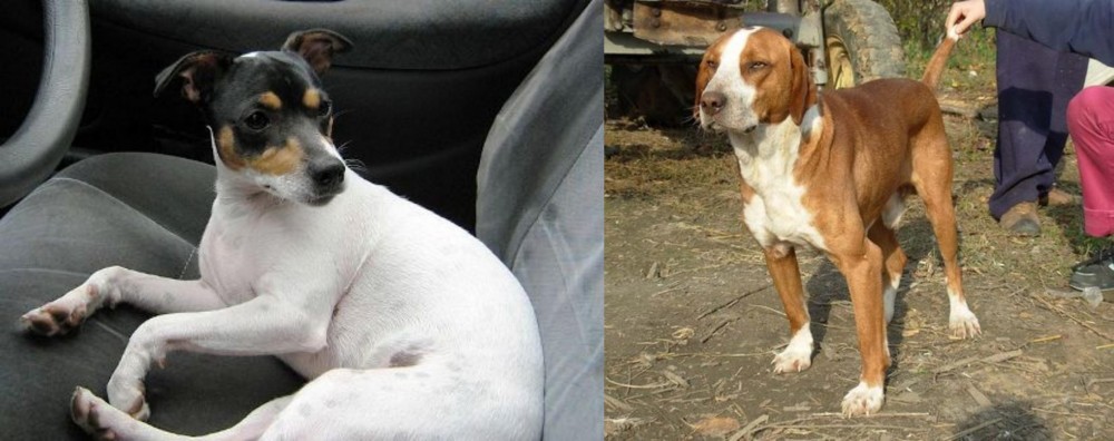 Posavac Hound vs Chilean Fox Terrier - Breed Comparison