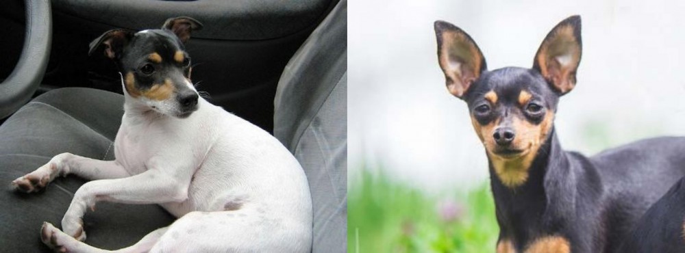Prazsky Krysarik vs Chilean Fox Terrier - Breed Comparison