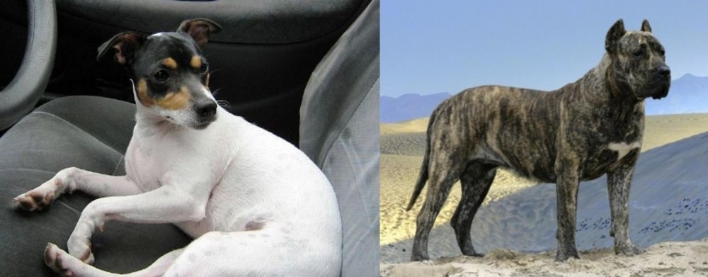 Presa Canario vs Chilean Fox Terrier - Breed Comparison