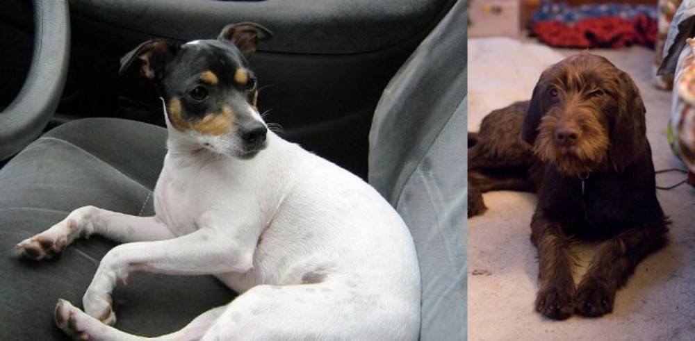 Pudelpointer vs Chilean Fox Terrier - Breed Comparison
