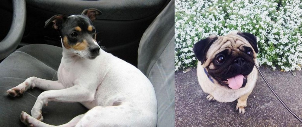 Pug vs Chilean Fox Terrier - Breed Comparison