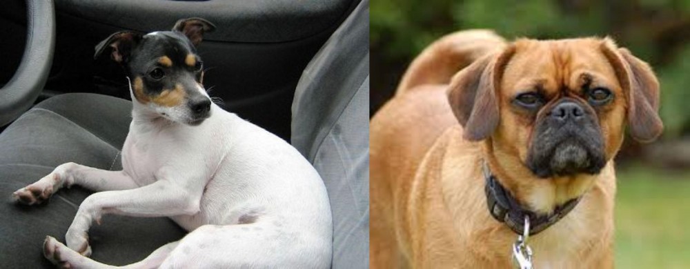 Pugalier vs Chilean Fox Terrier - Breed Comparison