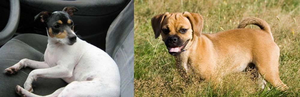 Puggle vs Chilean Fox Terrier - Breed Comparison