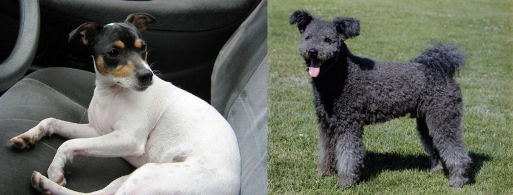 Pumi vs Chilean Fox Terrier - Breed Comparison