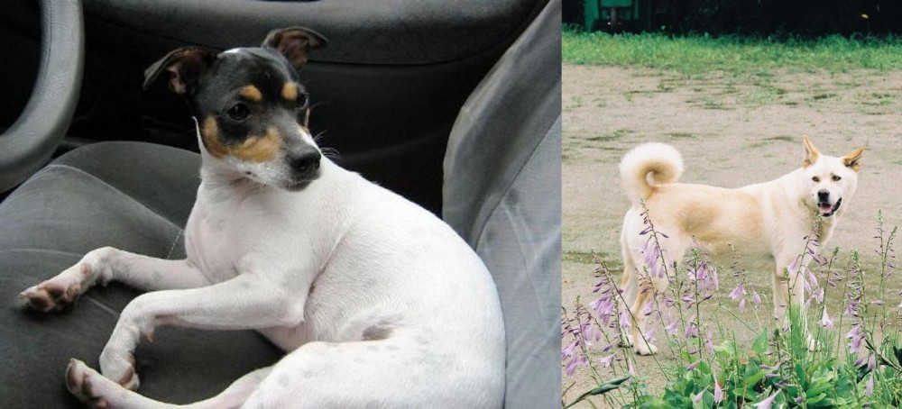Pungsan Dog vs Chilean Fox Terrier - Breed Comparison