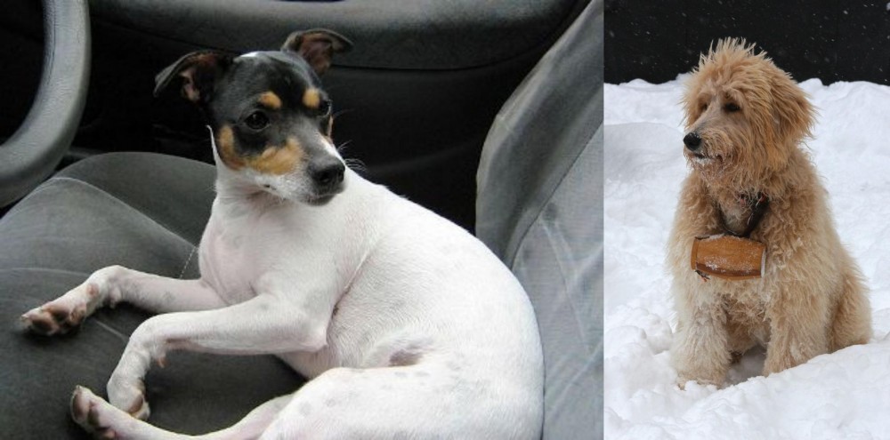 Pyredoodle vs Chilean Fox Terrier - Breed Comparison