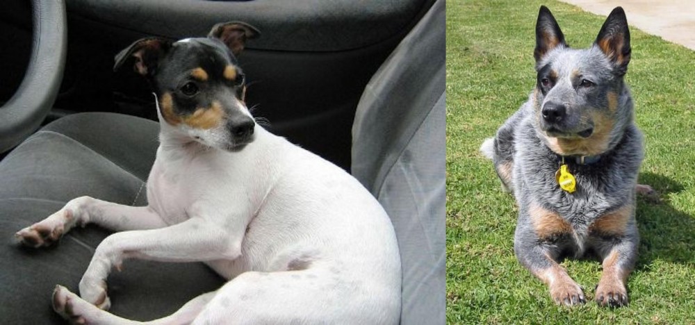 Queensland Heeler vs Chilean Fox Terrier - Breed Comparison