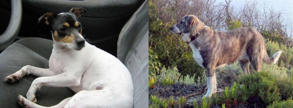 Rafeiro do Alentejo vs Chilean Fox Terrier - Breed Comparison