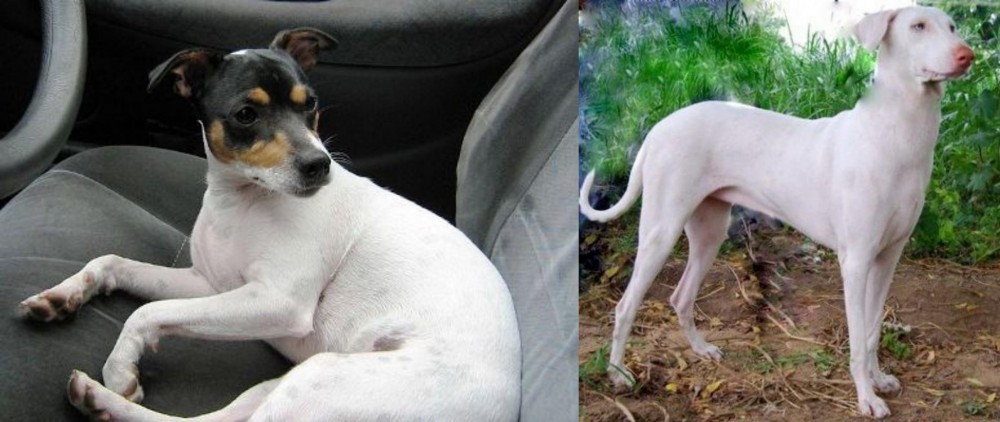 Rajapalayam vs Chilean Fox Terrier - Breed Comparison