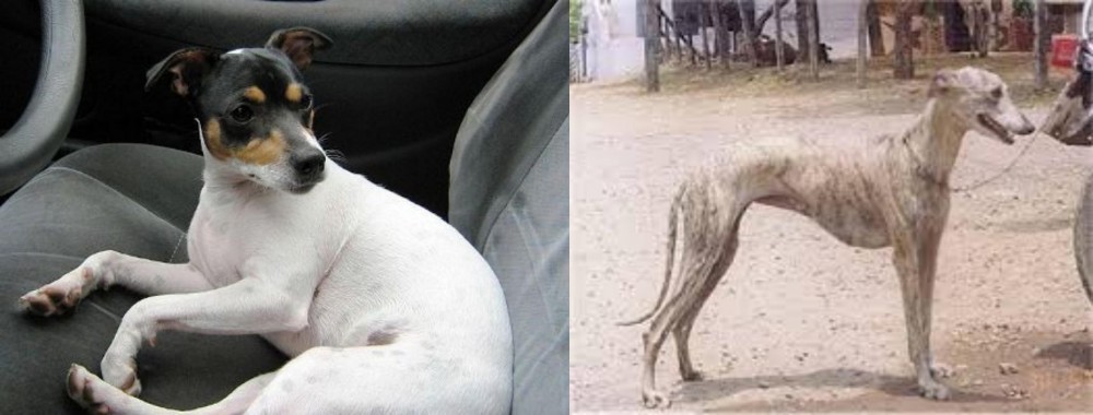 Rampur Greyhound vs Chilean Fox Terrier - Breed Comparison