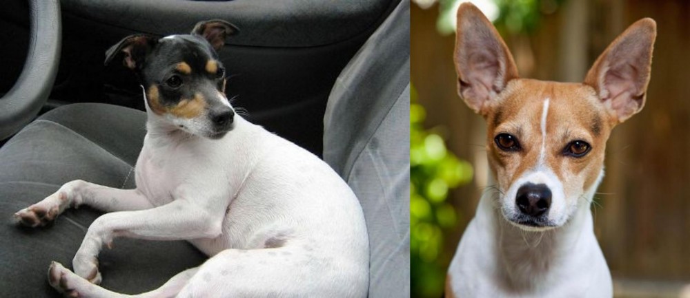 Rat Terrier vs Chilean Fox Terrier - Breed Comparison