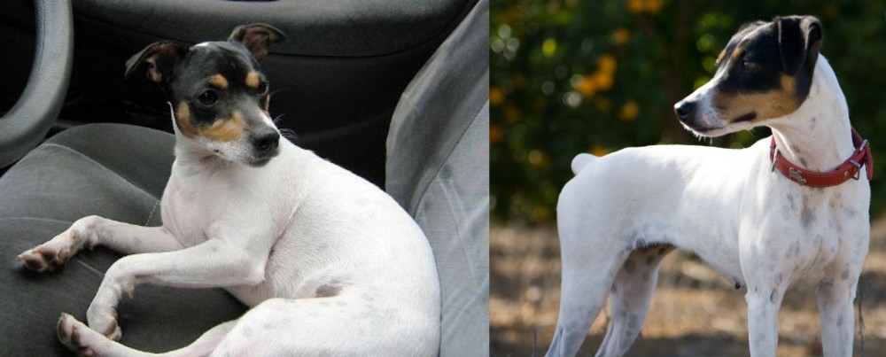 Ratonero Bodeguero Andaluz vs Chilean Fox Terrier - Breed Comparison