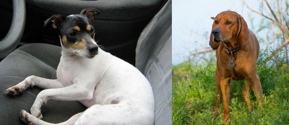 Redbone Coonhound vs Chilean Fox Terrier - Breed Comparison