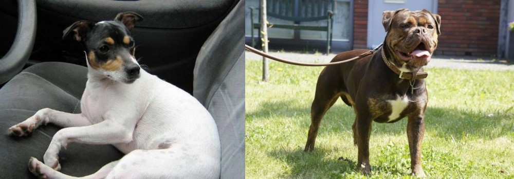 Renascence Bulldogge vs Chilean Fox Terrier - Breed Comparison