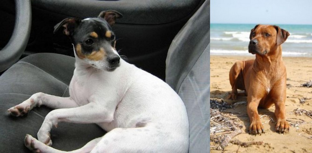 Rhodesian Ridgeback vs Chilean Fox Terrier - Breed Comparison