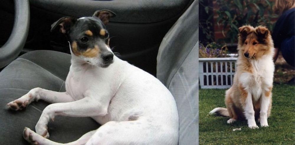 Rough Collie vs Chilean Fox Terrier - Breed Comparison