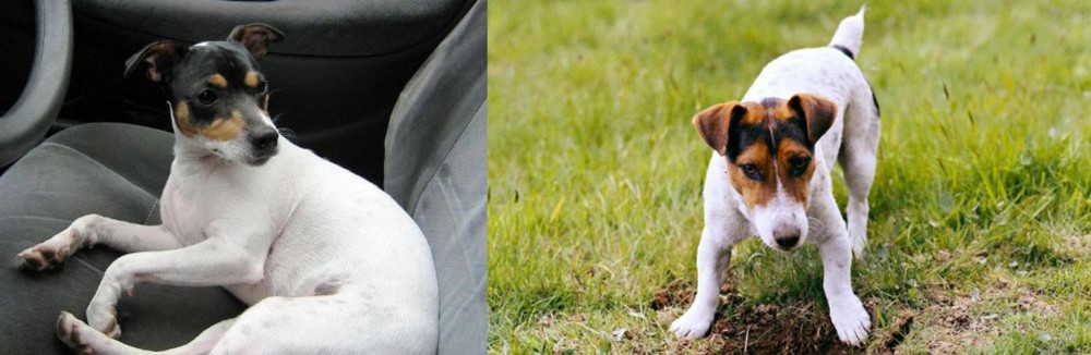 Russell Terrier vs Chilean Fox Terrier - Breed Comparison