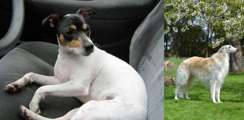 Russian Hound vs Chilean Fox Terrier - Breed Comparison