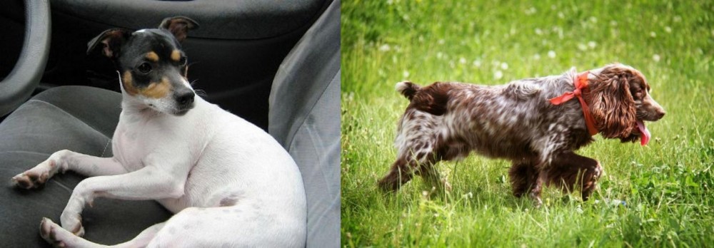 Russian Spaniel vs Chilean Fox Terrier - Breed Comparison