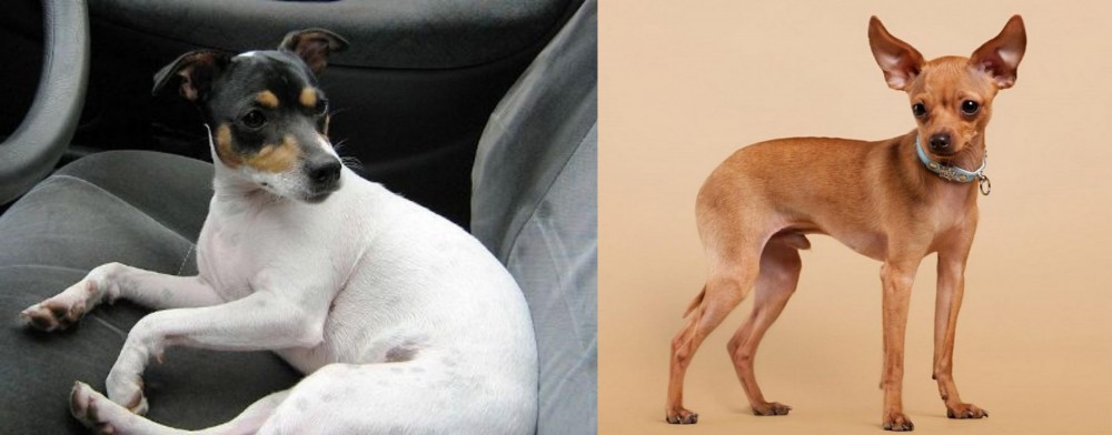 Russian Toy Terrier vs Chilean Fox Terrier - Breed Comparison