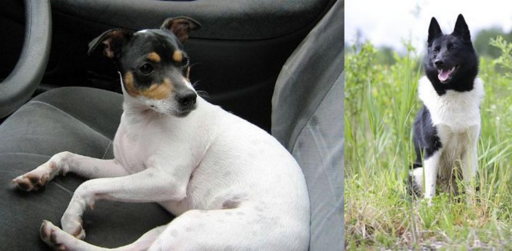 Russo-European Laika vs Chilean Fox Terrier - Breed Comparison