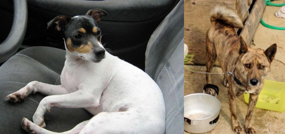 Ryukyu Inu vs Chilean Fox Terrier - Breed Comparison