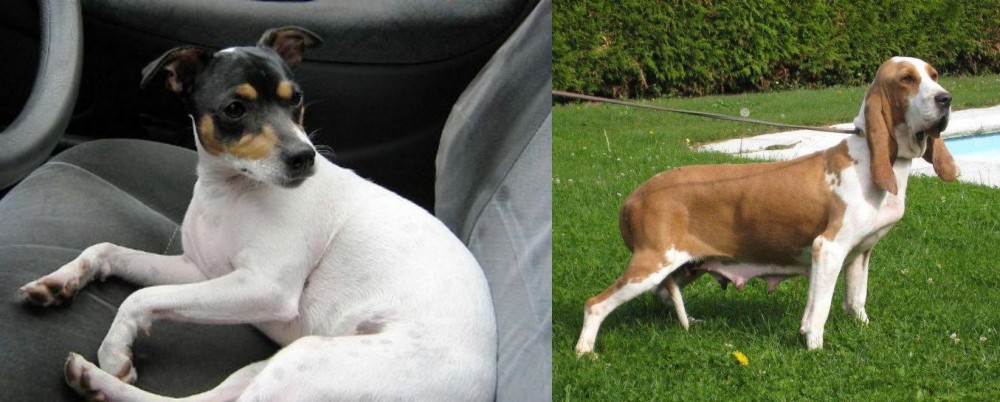 Sabueso Espanol vs Chilean Fox Terrier - Breed Comparison