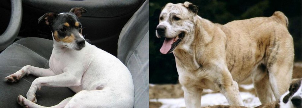 Sage Koochee vs Chilean Fox Terrier - Breed Comparison