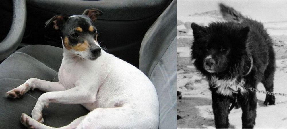 Sakhalin Husky vs Chilean Fox Terrier - Breed Comparison