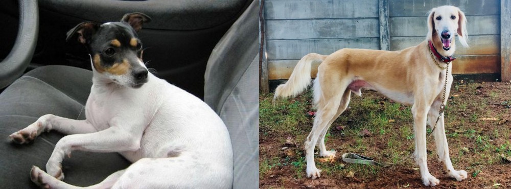Saluki vs Chilean Fox Terrier - Breed Comparison