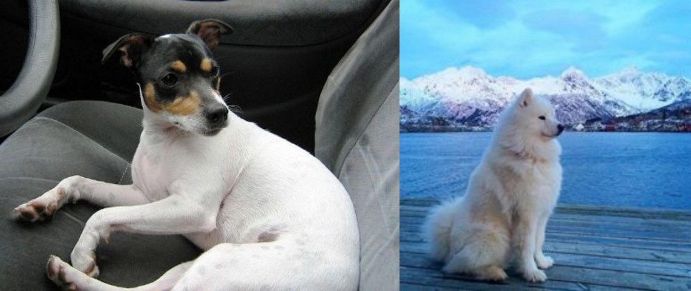 Samoyed vs Chilean Fox Terrier - Breed Comparison