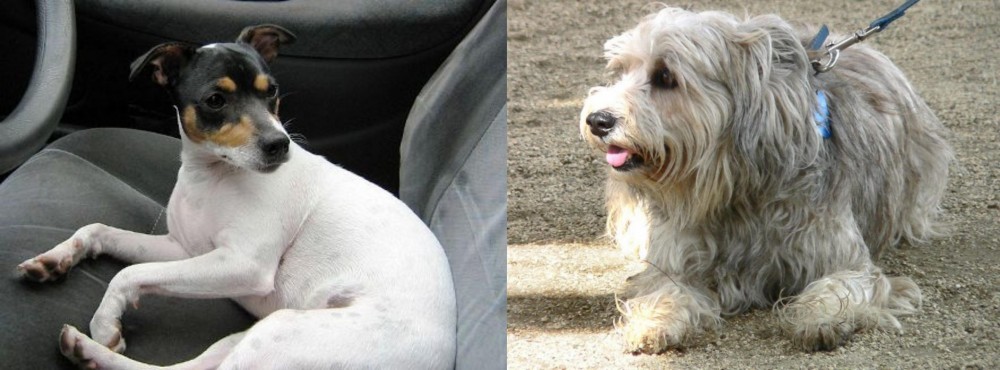 Sapsali vs Chilean Fox Terrier - Breed Comparison