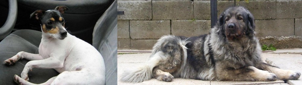 Sarplaninac vs Chilean Fox Terrier - Breed Comparison