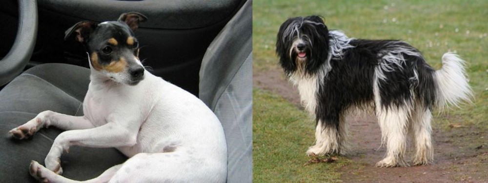 Schapendoes vs Chilean Fox Terrier - Breed Comparison