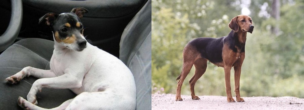 Schillerstovare vs Chilean Fox Terrier - Breed Comparison