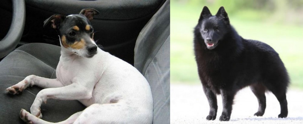Schipperke vs Chilean Fox Terrier - Breed Comparison