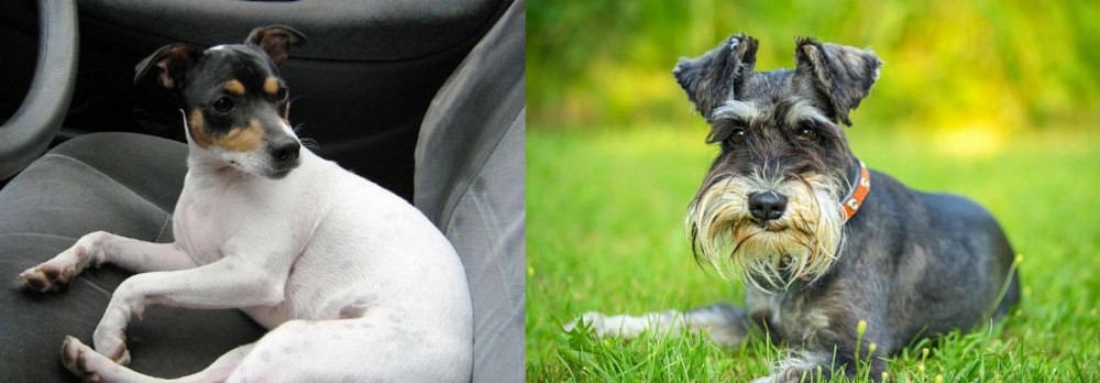 Schnauzer vs Chilean Fox Terrier - Breed Comparison