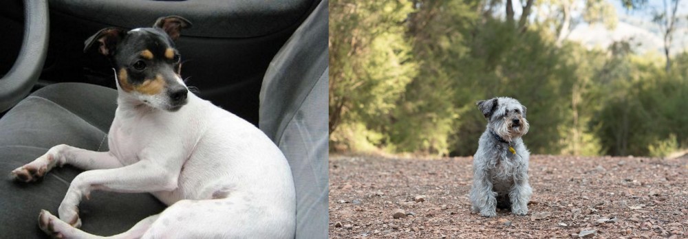 Schnoodle vs Chilean Fox Terrier - Breed Comparison
