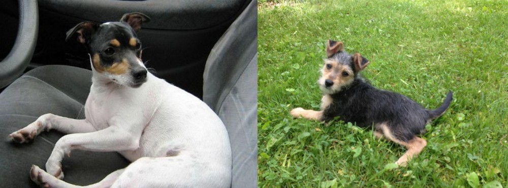 Schnorkie vs Chilean Fox Terrier - Breed Comparison