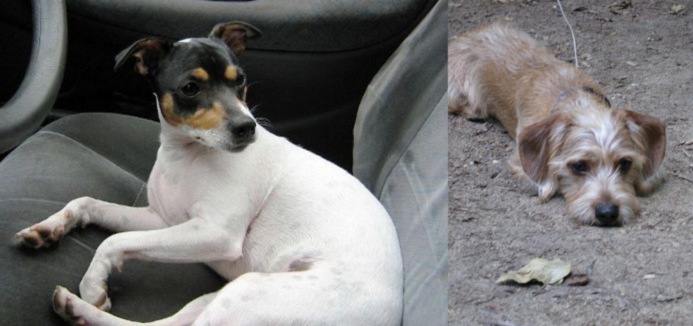 Schweenie vs Chilean Fox Terrier - Breed Comparison