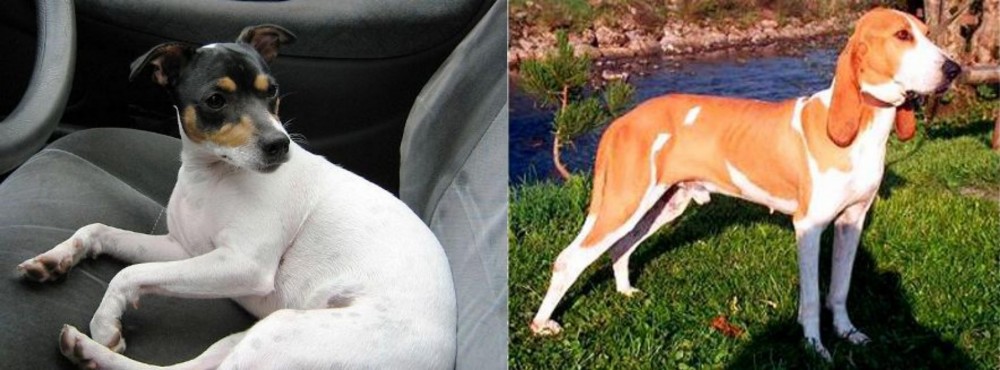 Schweizer Laufhund vs Chilean Fox Terrier - Breed Comparison