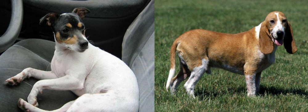 Schweizer Niederlaufhund vs Chilean Fox Terrier - Breed Comparison