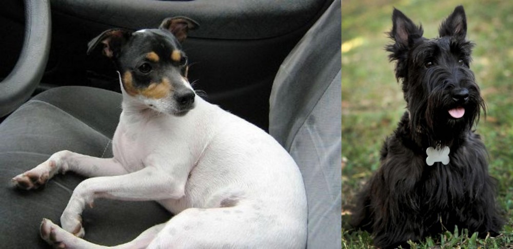 Scoland Terrier vs Chilean Fox Terrier - Breed Comparison