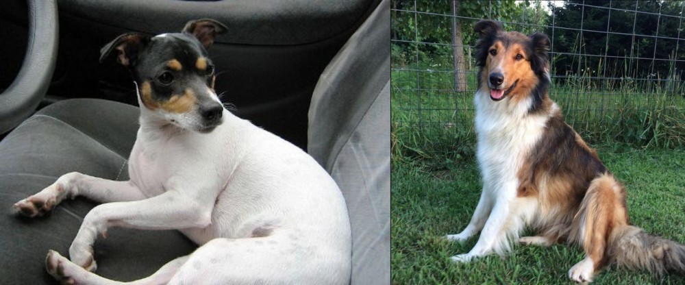 Scotch Collie vs Chilean Fox Terrier - Breed Comparison